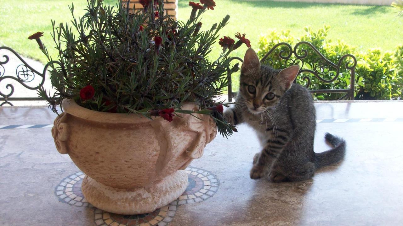 Il Giardino Degli Ulivi Panzió Canneto  Kültér fotó