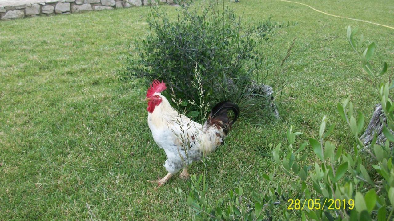 Il Giardino Degli Ulivi Panzió Canneto  Kültér fotó